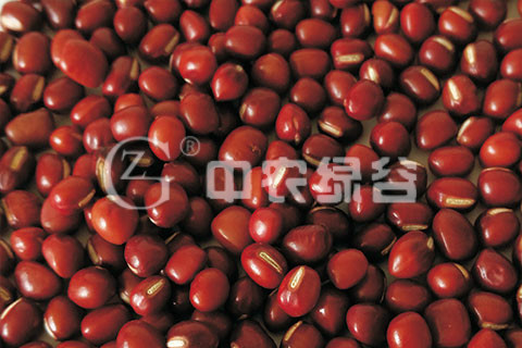 小红豆