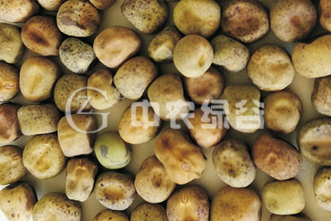 宁夏豌豆